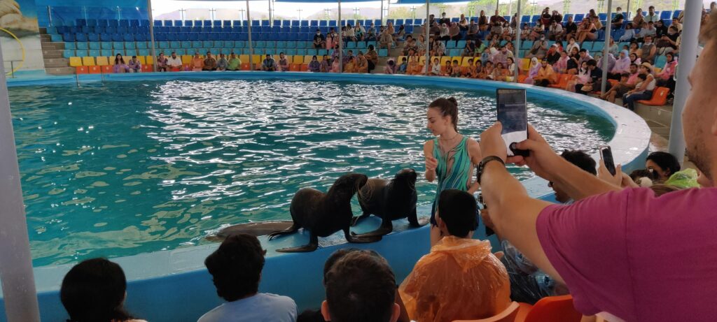 Dolphin Show, Phuket City