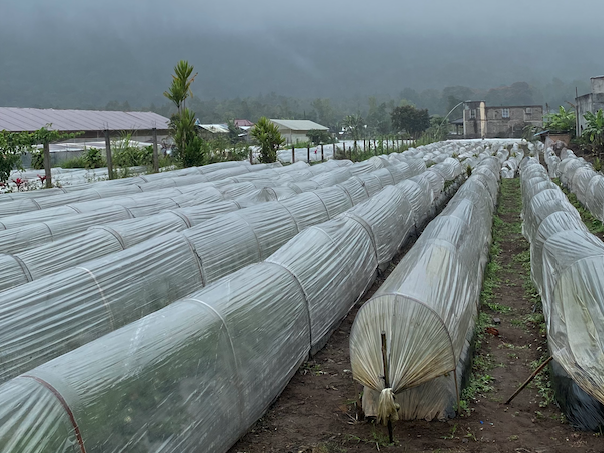A Strawberry Farm in Bulelang regency